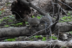 Sciurus carolinensis