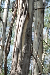 Eucalyptus elata
