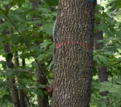 Sciurus carolinensis