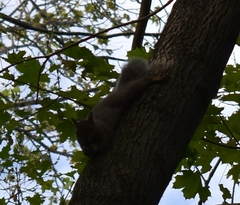 Sciurus carolinensis