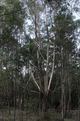 Eucalyptus elata