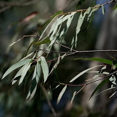 Eucalyptus elata