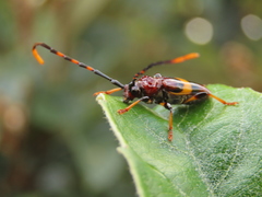 Trachyderes elegans