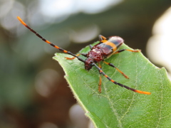 Trachyderes elegans