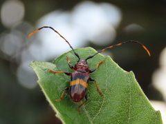 Trachyderes elegans