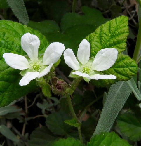 iNaturalist observation photo of trailing blackberry