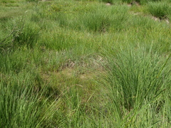 Carex elata