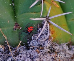 Latrodectus curacaviensis
