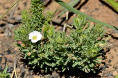 Oxalis tenuifolia