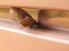 Phyllodonta latrata