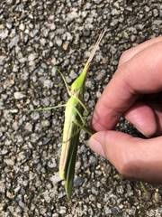 Acrida cinerea