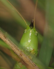 Neoconocephalus nebrascensis