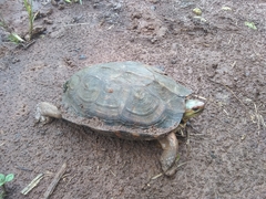 Rhinoclemmys pulcherrima rogerbarbouri