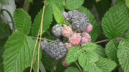 Rubus niveus