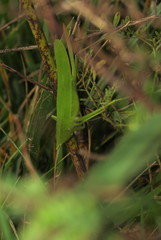 Neoconocephalus nebrascensis