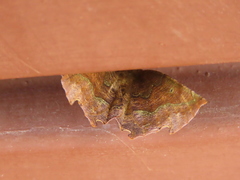 Phyllodonta latrata