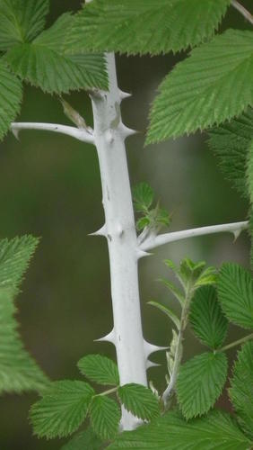 Rubus niveus