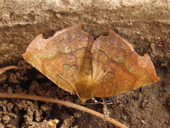 Phyllodonta latrata