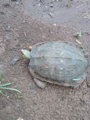 Rhinoclemmys pulcherrima rogerbarbouri