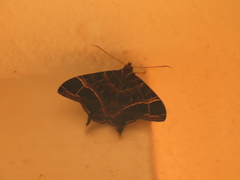 Coronidia