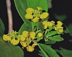 Callaeum psilophyllum