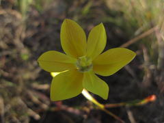 Moraea elsiae