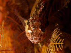 Clinus superciliosus