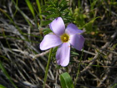Oxalis hirta hirta