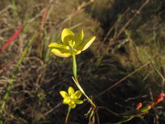Moraea elsiae