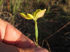 Moraea elsiae