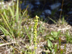 Triglochin palustris