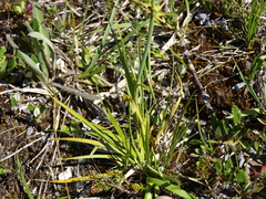 Triglochin palustris