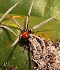 Latrodectus curacaviensis