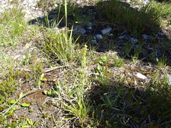 Triglochin palustris