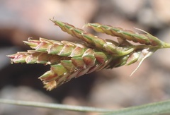 Cyperus sphaerolepis