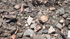 Cyperus sphaerolepis