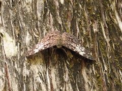 Hamadryas fornax