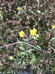 Tephroseris palustris