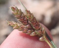 Cyperus sphaerolepis