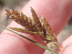 Cyperus sphaerolepis