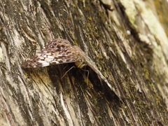 Hamadryas fornax