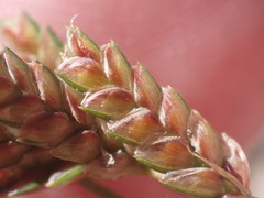 Cyperus sphaerolepis