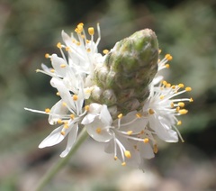 Dalea lumholtzii