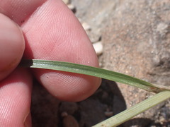 Cyperus sphaerolepis