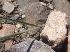 Cyperus sphaerolepis