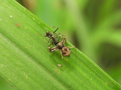 Strigoplus albostriatus