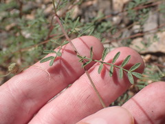 Dalea lumholtzii