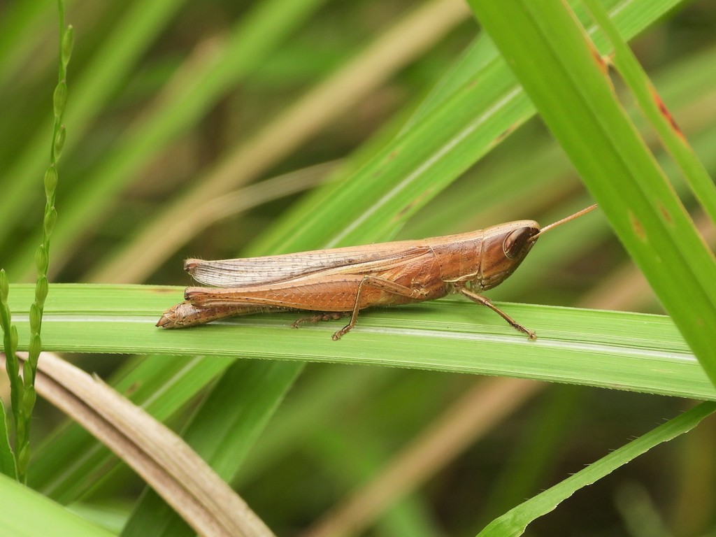 Tristria pisciformis