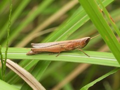 Tristria pisciformis