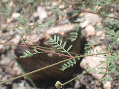 Dalea lumholtzii